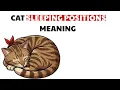 Cat Sleeping Positions Meaning Why Your Cat Sleeps Like That