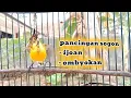 Download Lagu PANCINGAN SOGON BAHAN OMBYOKAN MUDAH NYAUT  #sogon #sogongacor #pancingansogonagarbunyi #sogokontong