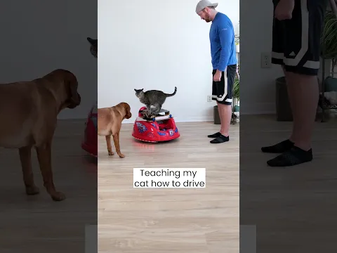 Cat Learns to Drive