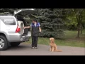Bentley Goldendoodle Boot Camp Training