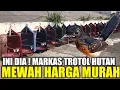 Download Lagu PALING MEWAH ! INI DIA MURAI TROTOL HUTAN PALING MEWAH YG DIJUAL MURAH