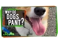 Why Do Dogs Pant