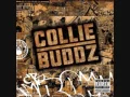 collie buddz  blind to you