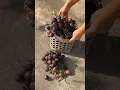 Download Lagu Buah dari Papua ini sudah ada di Malaysia #petani #malaysia