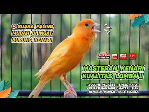 Download MP3 Masteran Kenari PAUD & Pancingan Kenari MACET BUNYI‼️ Terapi AMPUH Bikin Kenari GACOR (Episode 160)