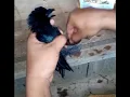 Download Lagu Suara anakan burung srigunting lagi dikasih makan . Sangat cocok buat mikat burung srigunting