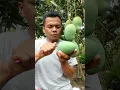 Download Lagu Panen mangga harum manis masak di pohon #manggaharummanis