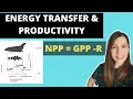 ENERGY TRANSFER PRODUCTIVITY A-level Biology NPP GPP-R