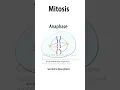 Mitosis Animation