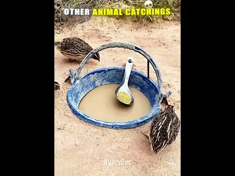 Others Animal Catching Vs This One