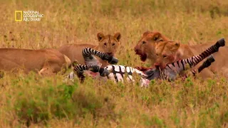 الناجون في السافانا أشرس كائنات أفريقيا ناشونال جيوغرافيك أبوظبي  الناجون في السافانا أشرس كائنات أفريقيا ناشونال جيوغرافيك أبوظبي