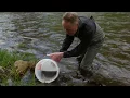 Stocking Young Salmon On A River In Connecticut