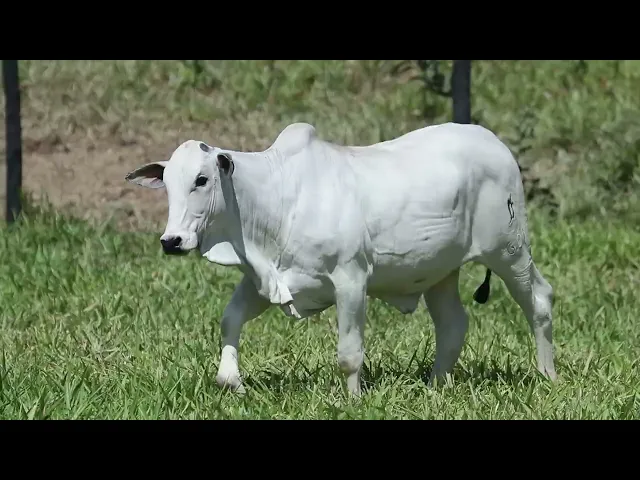 Novilha Nelore AGPM - 601