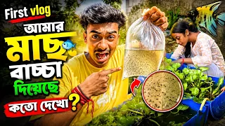 || আমার প্রথম ব্লোগ || আমার মাছে কতো বাচ্চা দিয়েছে দেখো তোমরা অবাক 🫪 হয়ে যাবা ||