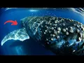 Why Barnacles Attach to Whales