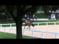 of STELLAR ridden by BRANDON GIBSON from ShowNet