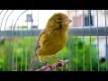 Download Lagu First Canary singing after molting - Canary 's training song