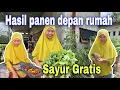 Download Lagu 5 CHILI TREES ARE ENOUGH FOR EVERY DAY⁉️ COOKING SPINACH FROM THE MARKET
