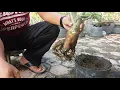Download Lagu Cara Cepat Memperbesar Bonggol Kamboja (Adenium) anda.