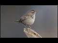 Winter wren song (Chistothorus Palustris)