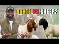 WHICH IS MORE PROFITABLE Goats or Sheep Beginner Livestock Farmer Tips