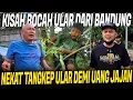 Lagu KISAH DIKA SI BOCAH ULAR PUTUS SEKOLAH CARI ULAR DEMI UANG JAJAN