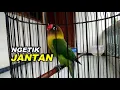 Download Lagu Pancingan ngetik full lovebird Jantan