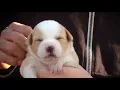 San Antonio Animal Care Services Illegal Pet Sales spot