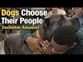 A Room Where Dogs Find Their People Adoption Day