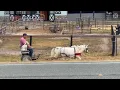 Aladdin and Jasmine sell at Dixie Horse Auction in Troutman NC - November 28th and 29th