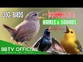 Download Lagu 300+ Burung Terindah dengan Suara Langka | Panggilan Burung | BBTV Official