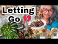 Download Lagu Decluttering, Purging \u0026 Saying Goodbye - Fall Plant Prep Part 1