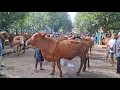 Lagu PREPEKAN TAHUN BARU‼️UPDATE HARGA SAPI BETINA || PASAR SAPI NGADILUWIH KEDIRI ||