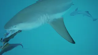 Stalked by SHARKS | Sailing New Caledonia (Sailing SV Sarean) EP. 80