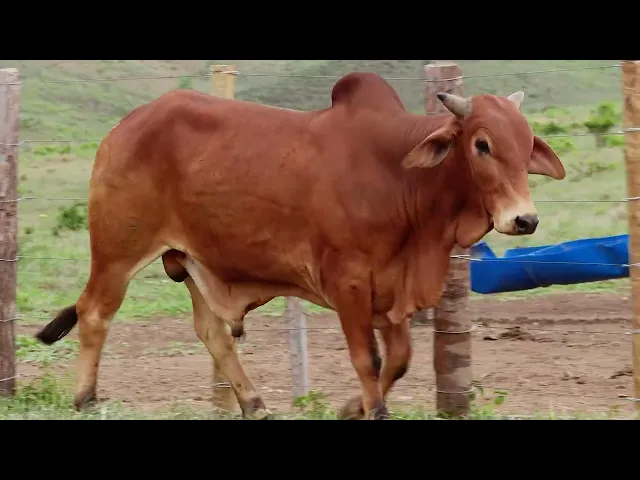 Touro Sindi RAJA - 1072