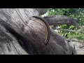 Myriopoda Millipedes vs Centipedes