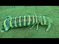 Download Lagu Dive to a depth of 20 meters to catch mantis shrimp and octopus