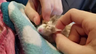 Mouse massage
