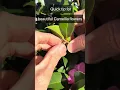 Download Lagu Quick tip for beautiful camellia flowers