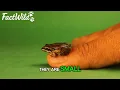 POISON DART FROGS: DEADLY COLORS AND NATURE’S MOST TOXIC YET BEAUTIFUL AMPHIBIANS