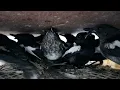 Download Lagu Viral burung tepus abu - kacer - perjak - anis kembang - murai medan - cendet - srdc - pleci - DLL