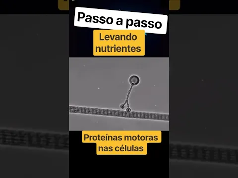 Proteínas motoras como a MIOSINA e CINESINA, caminham passo a passo dentro das células. Animação