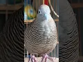 Download Lagu Burung tekukur lokal punya suara topcer yang jernih untuk umpan yang langsung bereaksi #shorts