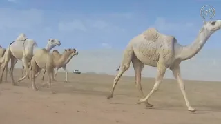 شيلة غرام العزاز كلمات سعود بن شالح اداء نواف منيف 