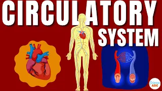 Download Circulatory System And The Heart | Explained In Simple Words MP3