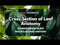 Leaf Cross-Section Anatomy Understanding Leaf Structure Function