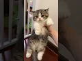 Download Lagu Cute Cat #matercat #cuteanimal #cute #turkishcat #cutecat #kitten #cutepet #pets #animals #funnycat