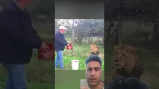 رمى قطعه كبيره من الحم ازعجت الاسد دندنها
