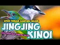 Download Lagu MASTERAN SUPER!!! KOMBINASI JINGJING VS KINOI || MASTERAN CUCAK KINOI SAMBUNG PETULAK JINGJING