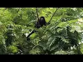 Howler Monkeys in Guanacaste Costa Rica